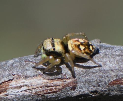 Réf. 243 898 : Heliophanus sp.